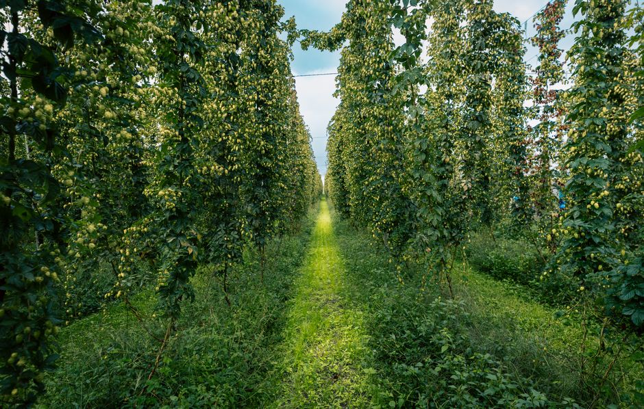 Fresh Hop Season: Why Wet-Hopped Beers Are Worth the Wait